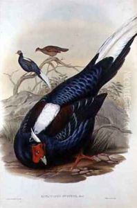 Euplocomus Swinhoii by Gould, John & Richter, H.C.