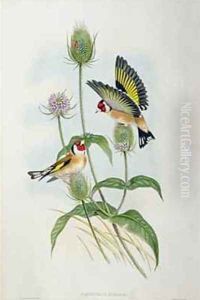 Goldfinch Carduelis Elegans by Gould, John & Richter, H.C.
