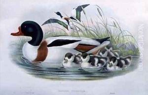 Sheldrake Tadorna Vulpanser by Gould, John & Richter, H.C.