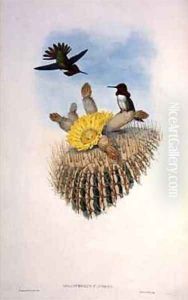 Humming Bird by Gould, John & Richter, H.C.