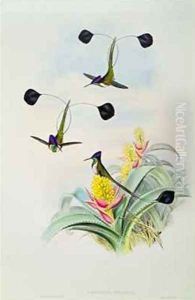 Hummingbird by Gould, John & Richter, H.C.