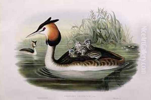 Great Crested Grebe - view 1