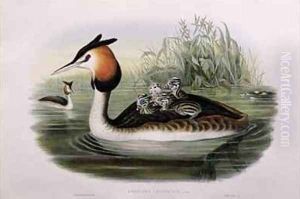 Great Crested Grebe by Gould, John & Richter, H.C.
