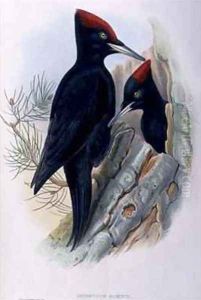 Great Black Woodpecker Dryocopus Martius by Gould, John & Richter, H.C.