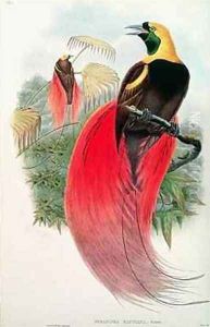Bird of Paradise by Gould, John & Hart, William