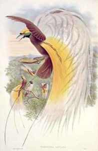 Bird of Paradise from Birds of New Guinea by Gould, John & Hart, William