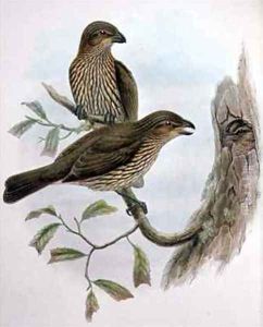 Ailuroedus Dentirostris Tooth billed Catbird by Gould, John & Hart, William