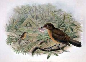 Amblyornis Inornatus Vogelkop Gardener Bowerbird by Gould, John & Hart, William