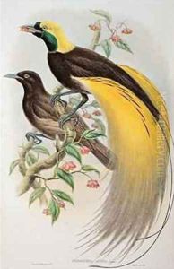 Bird of Paradise Greater Paradisaea Apoda by Gould, John & Hart, William