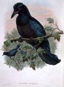Curl crested Manucode by Gould, John & Hart, William
