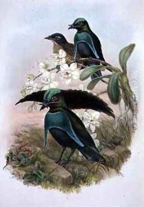 Lophornina Superb Bird of Paradise by Gould, John & Hart, William