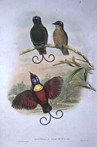 Wilsons Diphyllodes Respuhlica Bird of Paradise by Gould, John & Hart, William