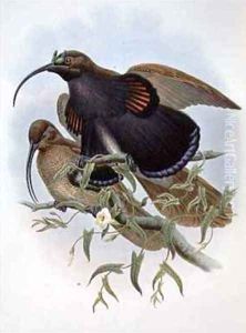 Drepanornis Albertisi