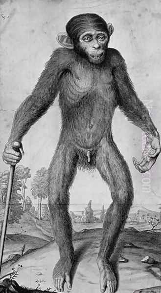Chimpanzee - view 1