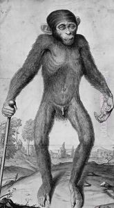 Chimpanzee by Michael van der Gucht