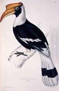 Buceros Cavatus from A Century of Birds from the Himalaya Mountains Buceros Cavatus from A Century of Birds from the Himalaya Mountains