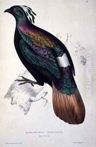 Himalayan Monal Pheasant Himalayan Monal Pheasant