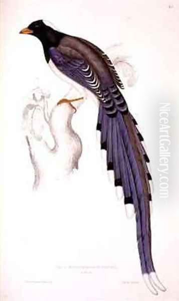 Pica Erythrorhyncha - view 1