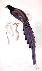 Pica Erythrorhyncha by Elizabeth Gould