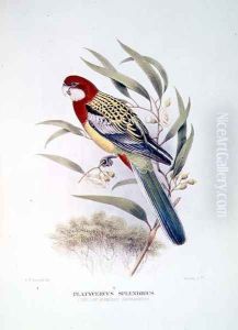 Yellow Mantled Parakeet from Birds of Australia by Hendrik Gronvold