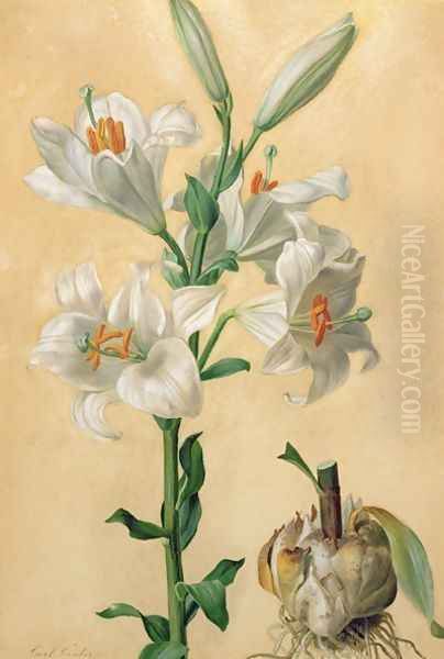 White Lily Amaryllis Candidum - view 1