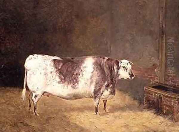 Shorthorn Cow - view 1