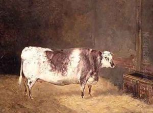 Shorthorn Cow by John Goode