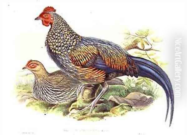 Two Asian pheasants Gallus Sonneratii - view 1