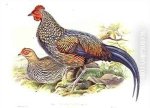 Two Asian pheasants Gallus Sonneratii Two Asian pheasants Gallus Sonneratii