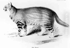 Felis Pajeros