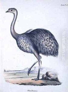 Rhea darwinii by John Gould