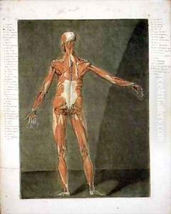Superficial Muscular System of the Back of the Body 2