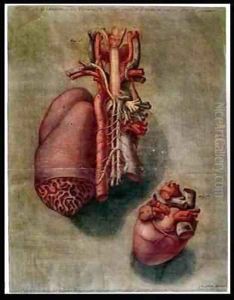 The Heart by Arnauld Eloi Gautier DAgoty