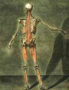 Deep Muscular System of the Back of the Body by Arnauld Eloi Gautier DAgoty