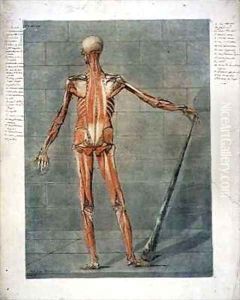 Deeper Muscular System of the Back of the Body