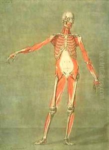 Deeper Muscular System of the Front of the Body by Arnauld Eloi Gautier DAgoty