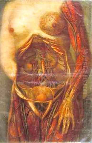 Female torso with open uterus - view 1