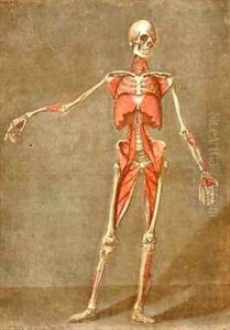 Deep Muscular System of the Front of the Body by Arnauld Eloi Gautier DAgoty