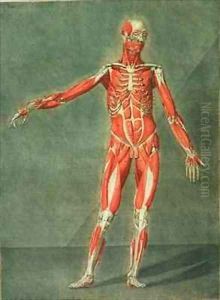 Superficial Muscular System of the Front of the Body by Arnauld Eloi Gautier DAgoty