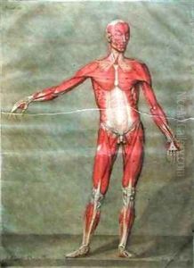 Superficial Muscular System of the Back of the Body by Arnauld Eloi Gautier DAgoty