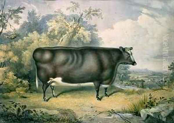 The Cottesmore Prize Heifer - view 1