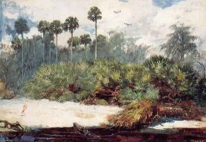 In a Florida Jungle