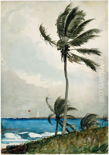 Palm Tree, Nassau - view 1