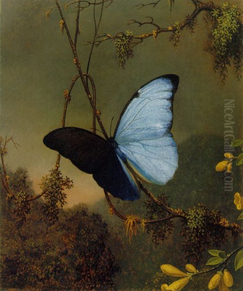Blue Morpho Butterfly - view 1
