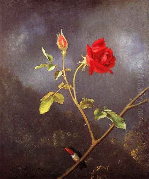 Red Rose With Ruby Throat - view 1