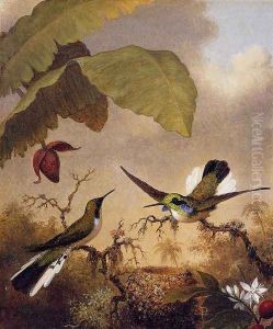 Black Eared Fairy