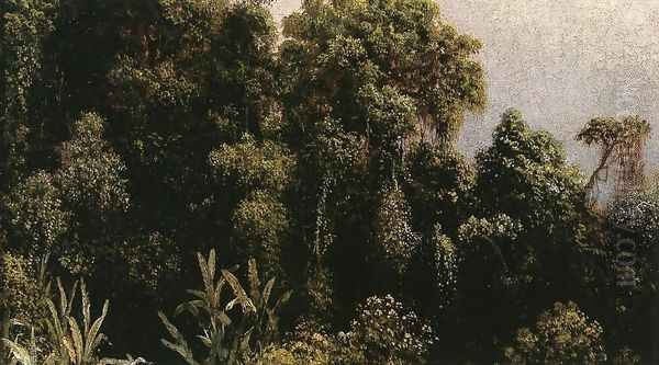 Forest Study Brazil - view 1