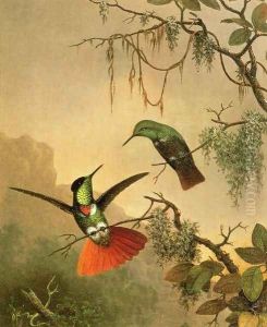 Two Hooded Visorbearer Hummingbirds