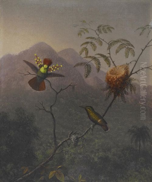 Tufted Coquette - view 1