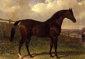 'Emilius', a bay racehorse in a paddock